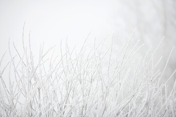 Frost on the Branches