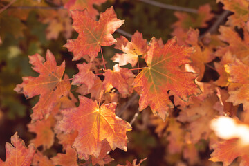 Closeup of yellow and orange maple leaves in Autumn.