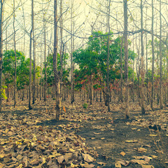 Forest in summer, forest in autumn, Indonesia Java forest, jawa timur indonesia