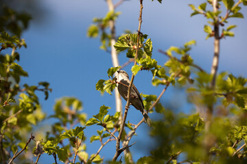 Bird on a Branch