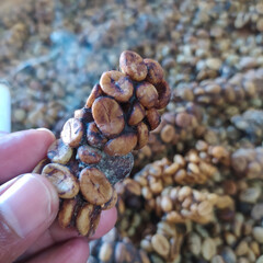java coffee luwak, raw luwak coffee beans, jawa timur indonesia