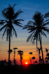 sunset in rice fields, coconut trees lined with sunset background and blue sky