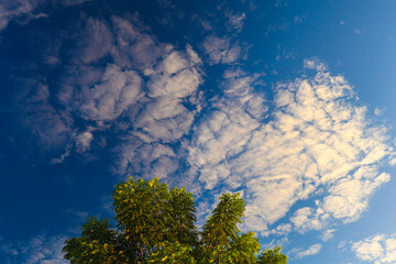trees against bright blue sky background and White clouds