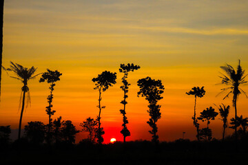 sunset in rice fields, trees lined with sunset background and clear sky, east java indonesia