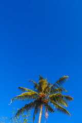 coconut trees against bright blue sky background