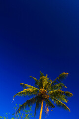 coconut trees against bright blue sky background