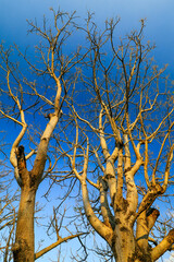 Jaran trees in summer against a blue sky background, in a forest in Indonesia, Java Indonesia