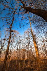 trees in summer against blue sky background, in forest in Indonesia, Jawa timur Indonesia