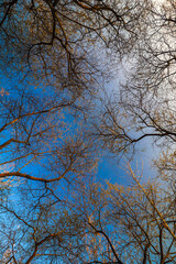 Tree branches in summer with a blue sky background, in a forest in Indonesia, Java Indonesia