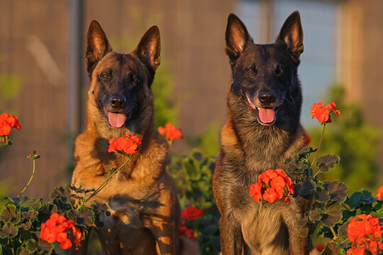 The portraits of two adorable Belgian Shepherd dogs Malinois posing outdoors sitting together in a green grass with red Pelargonium flowers in summer
