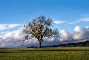 Fototapeta na wymiar Walking around Stoney Middleton and finding a lone tree, Derbyshire, England