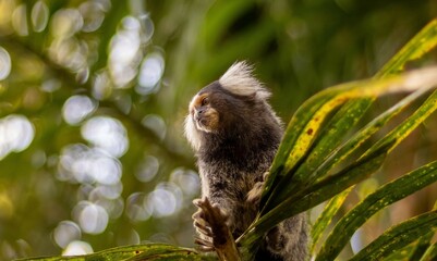 Sagui brasileiro