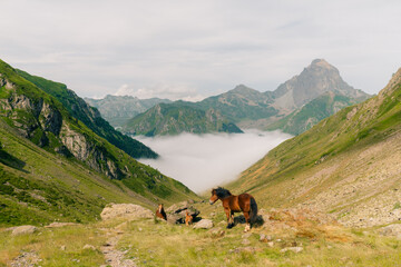 Fototapeta na wymiar horses in the fields in the Pyrenees