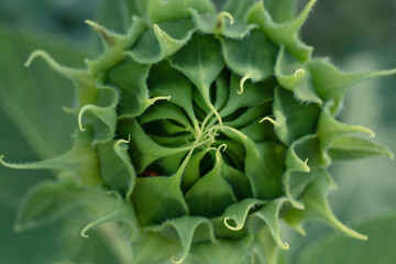 Sonnenblumenknospe 17