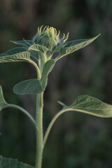 Sonnenblumenknospe 16