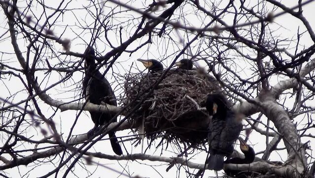 Great cormorant (Phalacrocorax carbo) nest on a bare tree with chicks inside
