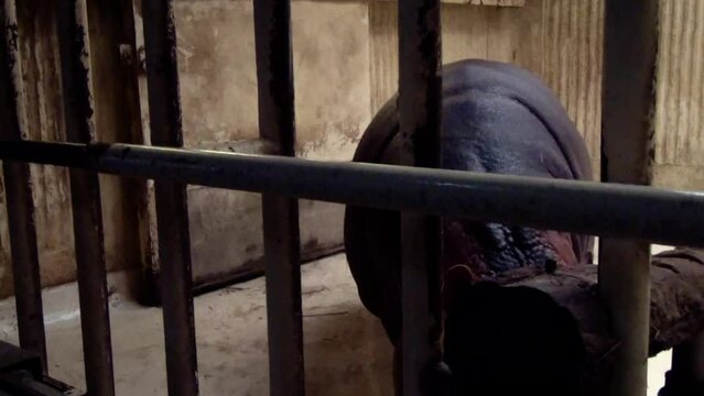 Hippopotamus (Hippopotamus amphibius) gaping mouth behind its enclosure bars in captivity