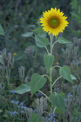 Sonnenblumen Feld 16