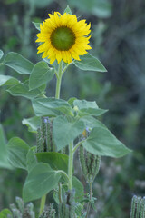 Sonnenblumen Feld 15
