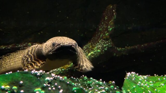 Ornate bichir (Polypterus ornatipinnis) swimming
