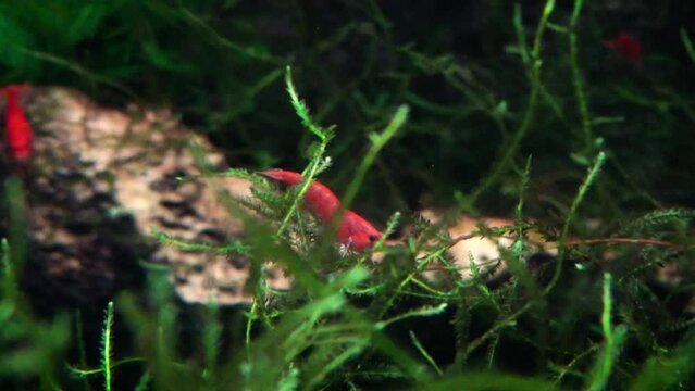 Red cherry shrimp (Neocaridina davidi)