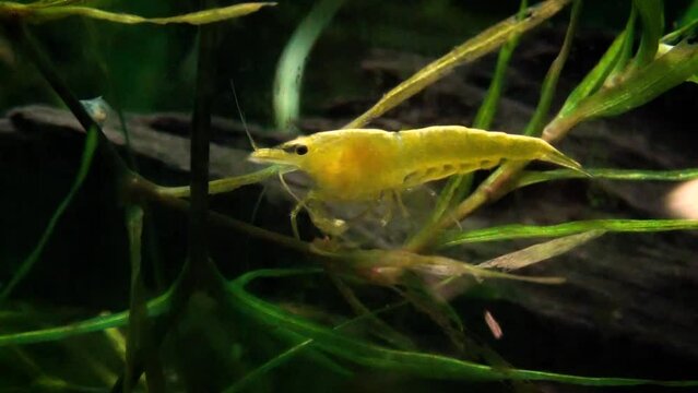 Yellow goldenback shrimp (Neocaridina davidi) between aquatic plants, close-up