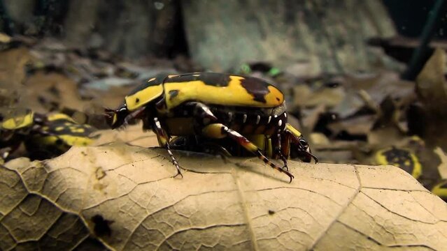 Garden fruit chafer (Pachnoda sinuata) beetles on the forest floor