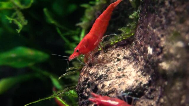 Red cherry shrimps (Neocaridina davidi), close-up