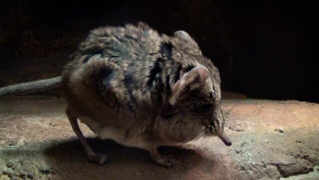 elephant, shrew, animal, wild, mouse, mammal, rat, background, isolated, small, wildlife, macroscelides, nobody, proboscideus, cut, karoo, shot, studio, vertebrate, one, round-eared, sengi, white, gra