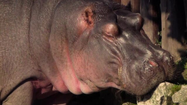 Hippopotamus (Hippopotamus amphibius) in captivity, head close-up