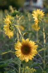 Sonnenblumen Feld 10