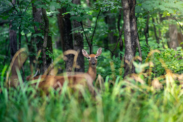 deer in the woods