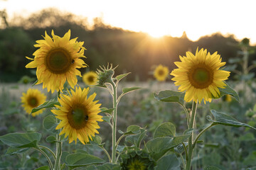 Sonnenblumen Feld 5