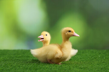 Cute fluffy ducklings on artificial grass against blurred background, closeup. Baby animals