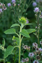 Sonnenblumenknospe 2