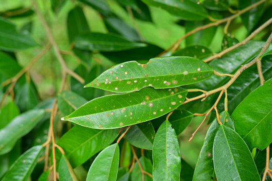 Leaf spot mold in durian tree in the garden, problem of agriculture in Thailand, nature background