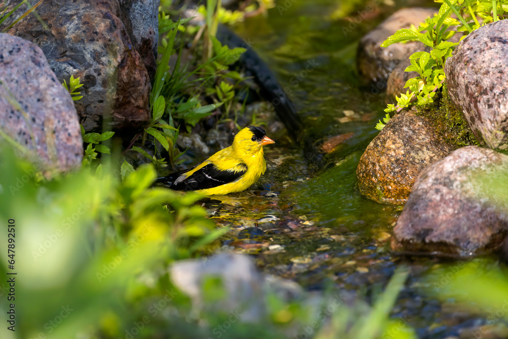 Canvas Prints The American goldfinch (Spinus tristis) is a small North American bird 