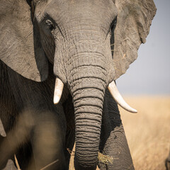 Portrait of african elephants (loxodonta africana) walking through the great savanna of Serengeti...