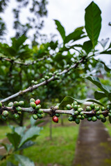 Coffee Plants on trees close-up, coffee crop berries for harvest in Java, Indonesia for Java coffee