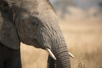 Portrait of african elephants (loxodonta africana) walking through the great savanna of Serengeti...