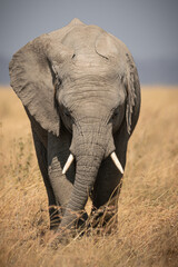 Naklejka premium Portrait of african elephants (loxodonta africana) walking through the great savanna of Serengeti National Park, Tanzania