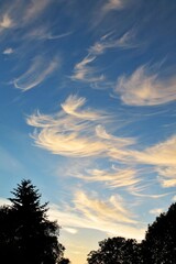 Windblown wispy cloud formations lit from behind by the setting sun with dark evergreen tree silhouettes at the bottom of the vertical scene