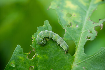 closeup of a green caterpillar on vegetable leaf.