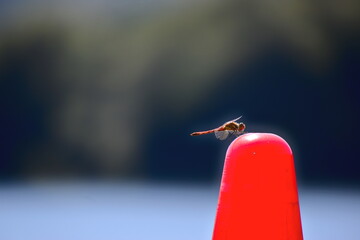 土師ダム　トンボ　広島 © 頼朝