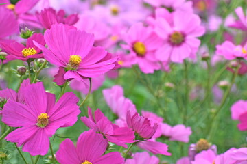 コスモス　備北丘陵公園　広島