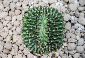 A pot of Gymnocalycium Mihanovichii cristata cactus. This is an unusual mutation which results in the growth of a large fan-shaped crest.