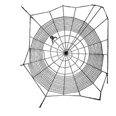 spider web