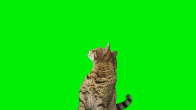 2 clips of Bengal cat sitting down, facing forward, looking around, raising up his paw on green screen isolated with chroma key.
