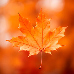 Fototapeta premium autumn maple leaf