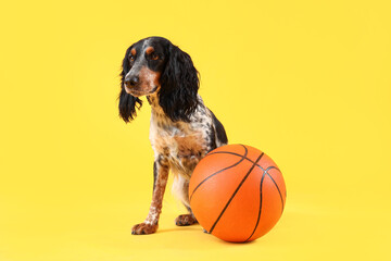 Cute cocker spaniel with ball sitting on yellow background